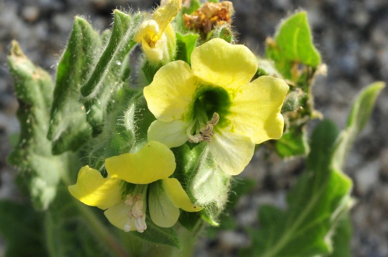 Hyoscyamus albus - Giusquiamo bianco